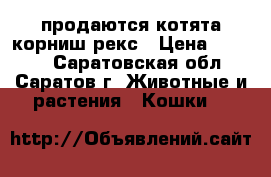продаются котята корниш-рекс › Цена ­ 5 000 - Саратовская обл., Саратов г. Животные и растения » Кошки   